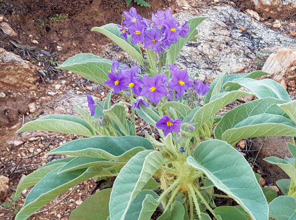 Wild Tomato (Solanum quadriloculatum)