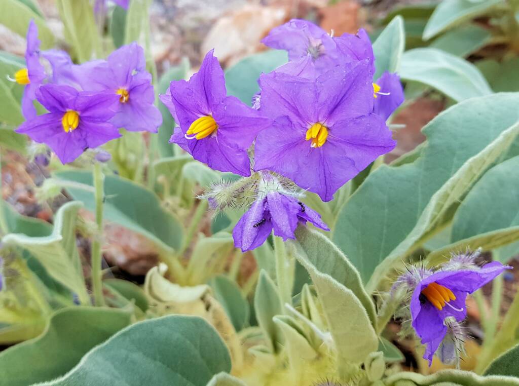 Wild Tomato (Solanum quadriloculatum)