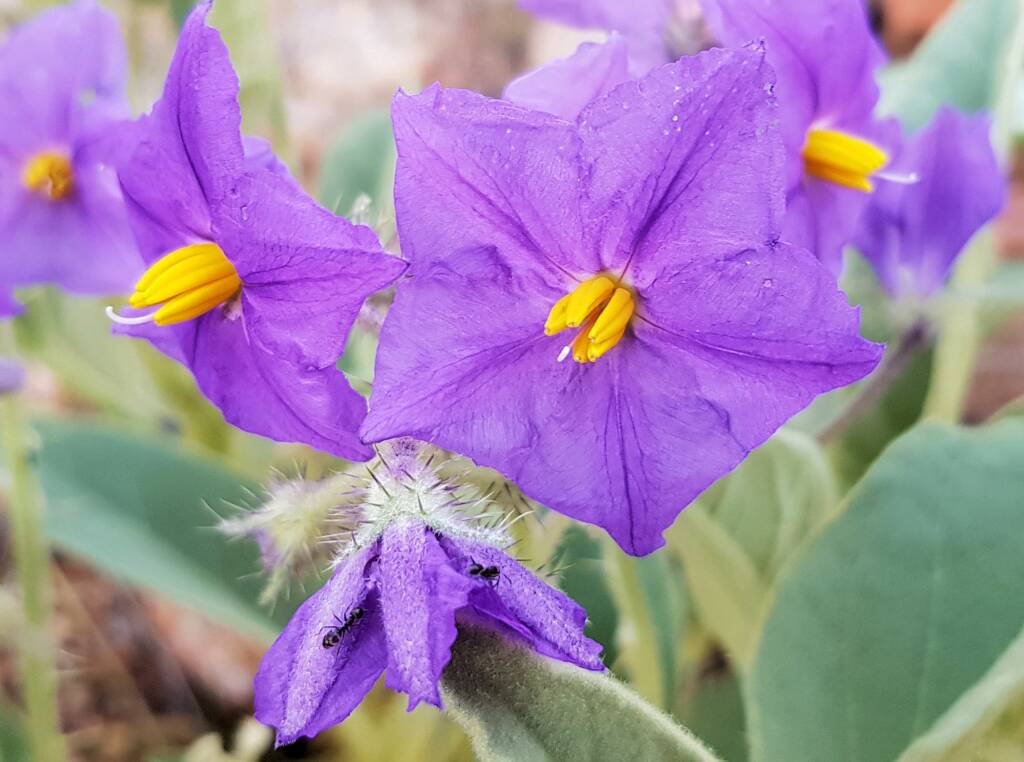 Wild Tomato (Solanum quadriloculatum)
