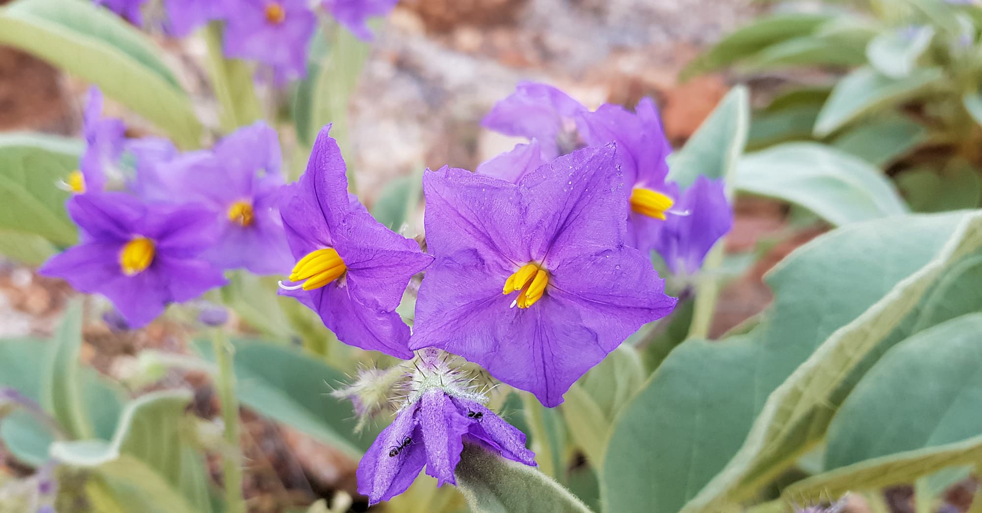 Wild Tomato (Solanum quadriloculatum)