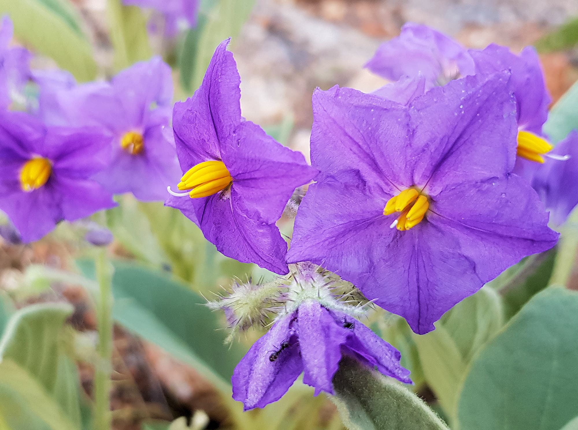 Wild Tomato (Solanum quadriloculatum)