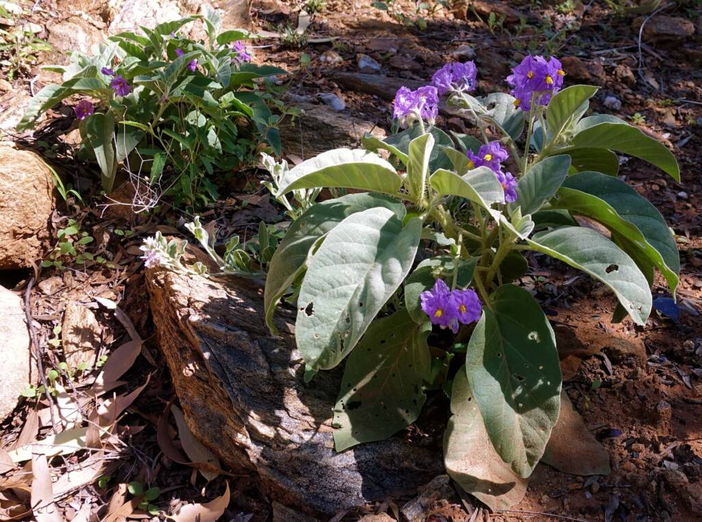 Wild Tomato (Solanum quadriloculatum)