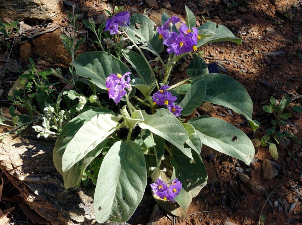 Wild Tomato (Solanum quadriloculatum)