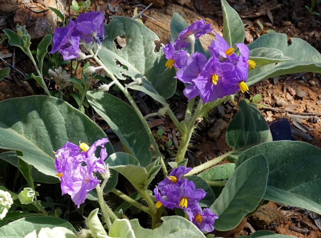Wild Tomato (Solanum quadriloculatum)