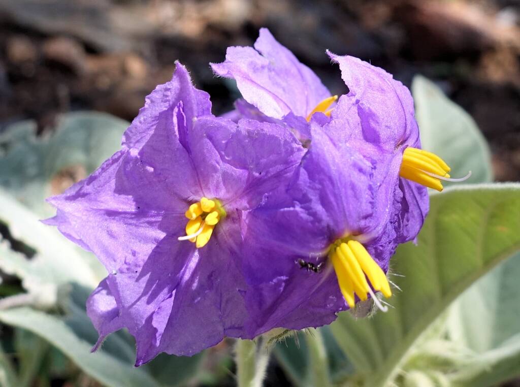 Wild Tomato (Solanum quadriloculatum)