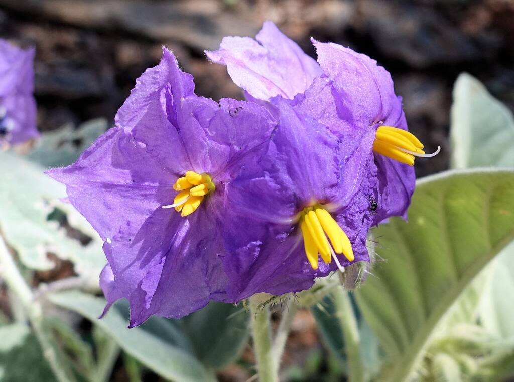 Wild Tomato (Solanum quadriloculatum)