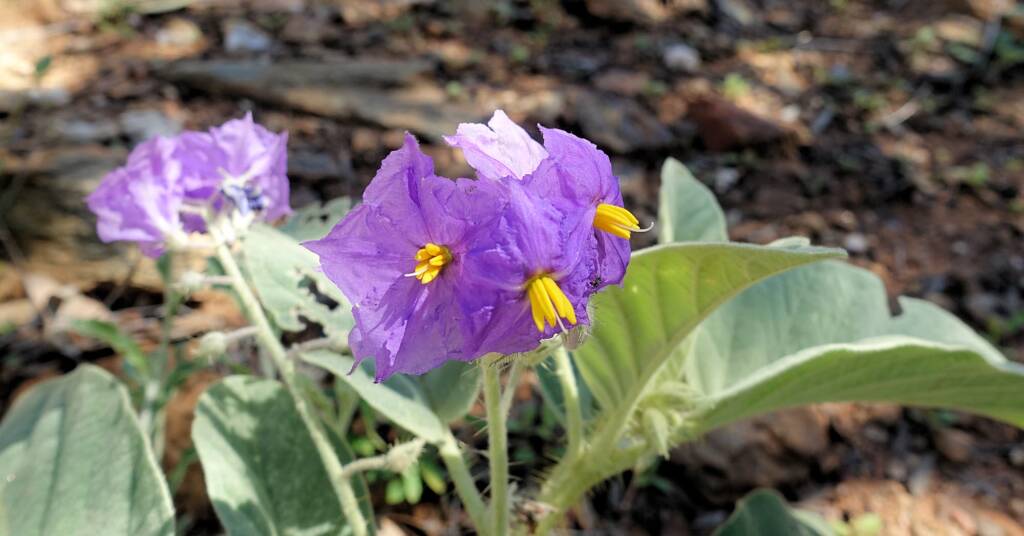 Wild Tomato (Solanum quadriloculatum)