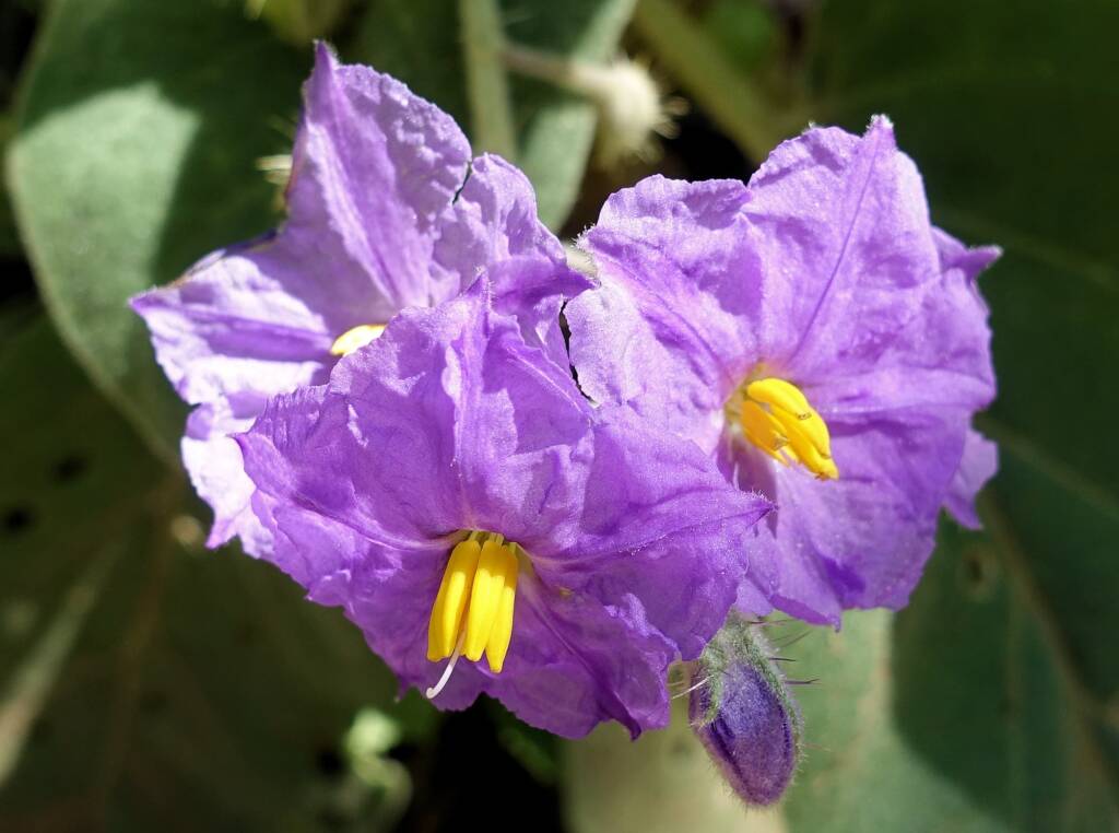 Wild Tomato (Solanum quadriloculatum)