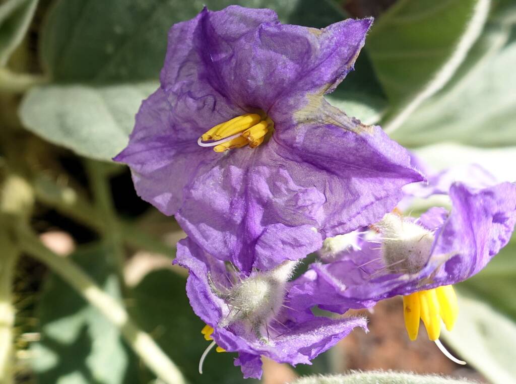Wild Tomato (Solanum quadriloculatum)