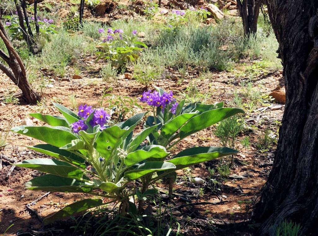 Wild Tomato (Solanum quadriloculatum)