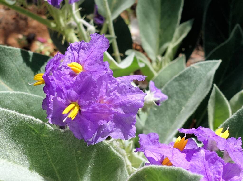 Wild Tomato (Solanum quadriloculatum)