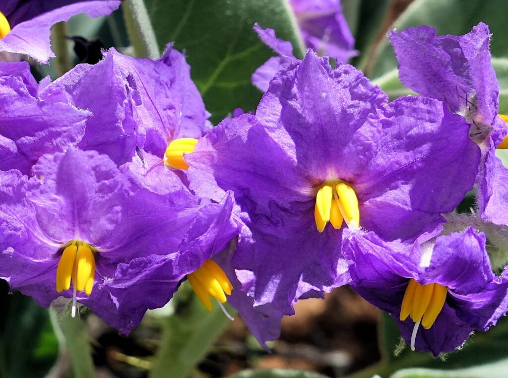 Wild Tomato (Solanum quadriloculatum)