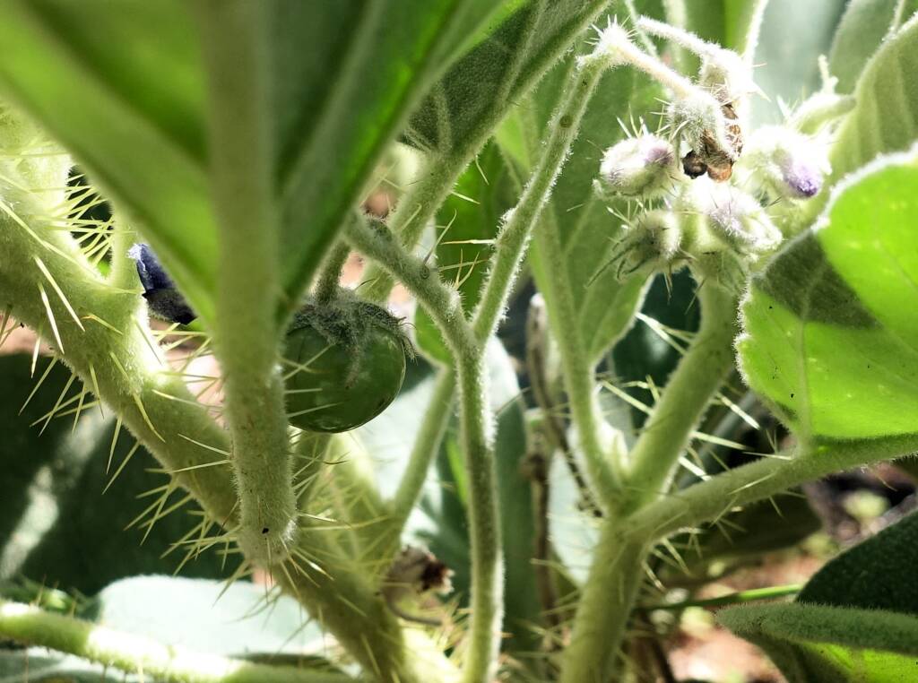 Wild Tomato (Solanum quadriloculatum)