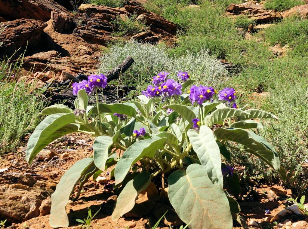 Wild Tomato (Solanum quadriloculatum)