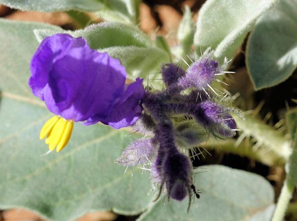 Wild Tomato (Solanum quadriloculatum)
