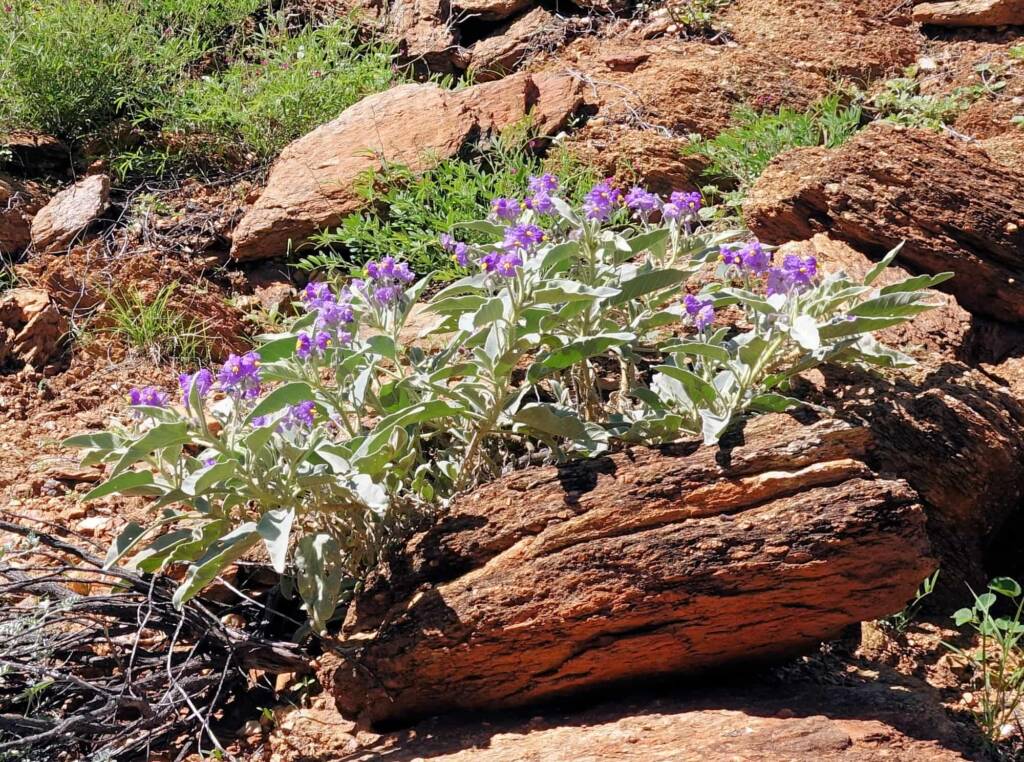 Wild Tomato (Solanum quadriloculatum)