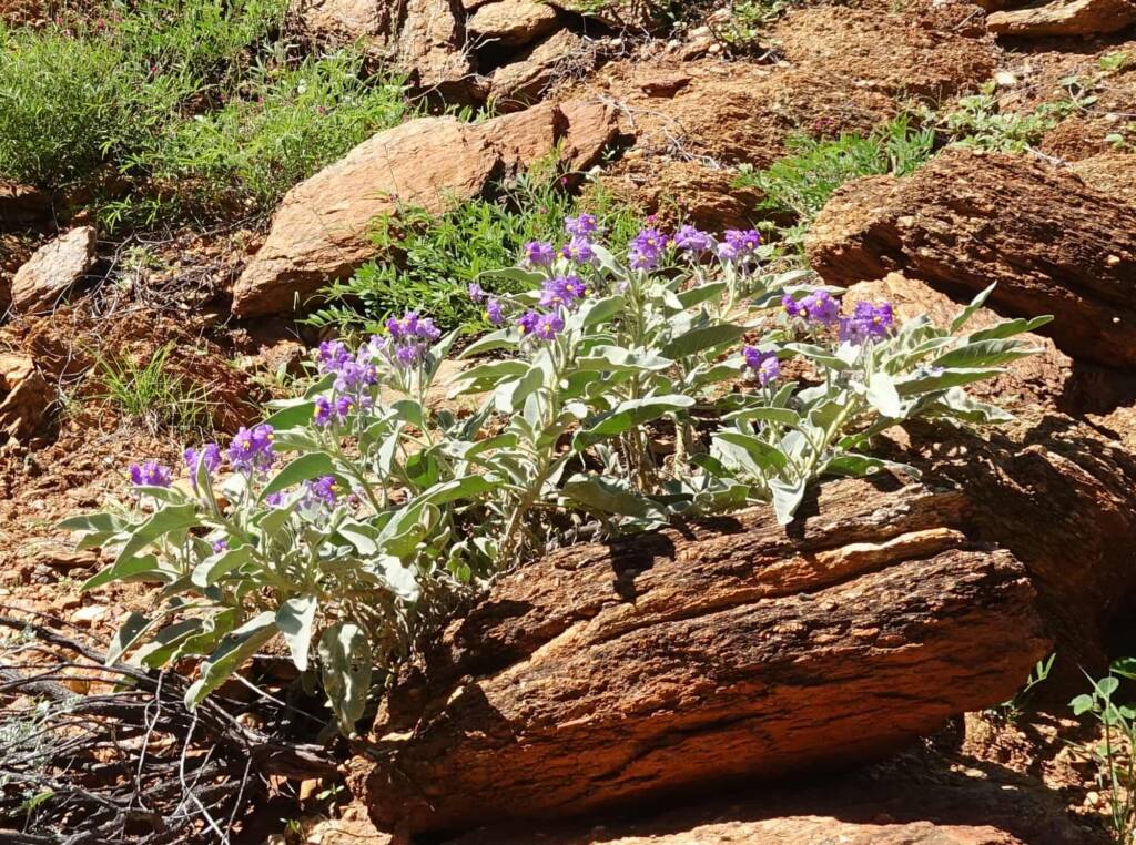 Wild Tomato (Solanum quadriloculatum)
