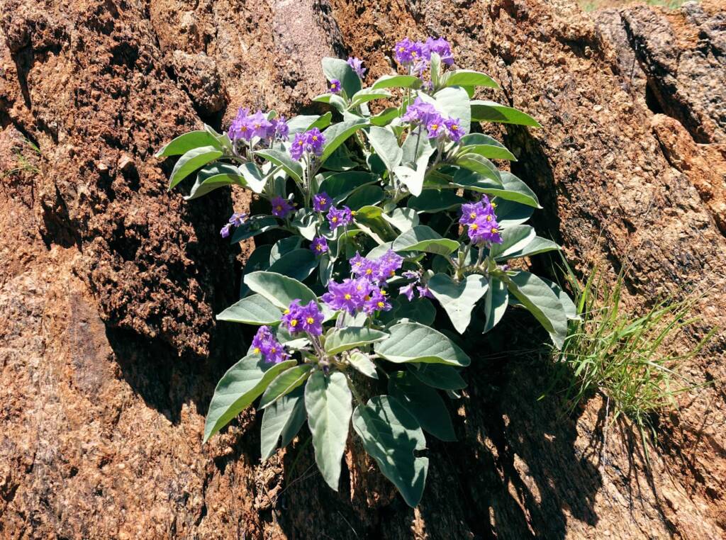 Wild Tomato (Solanum quadriloculatum)