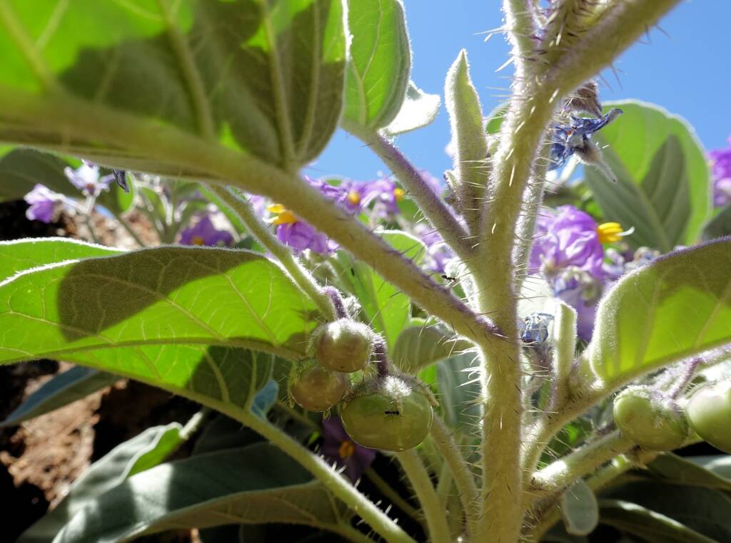 Wild Tomato (Solanum quadriloculatum)
