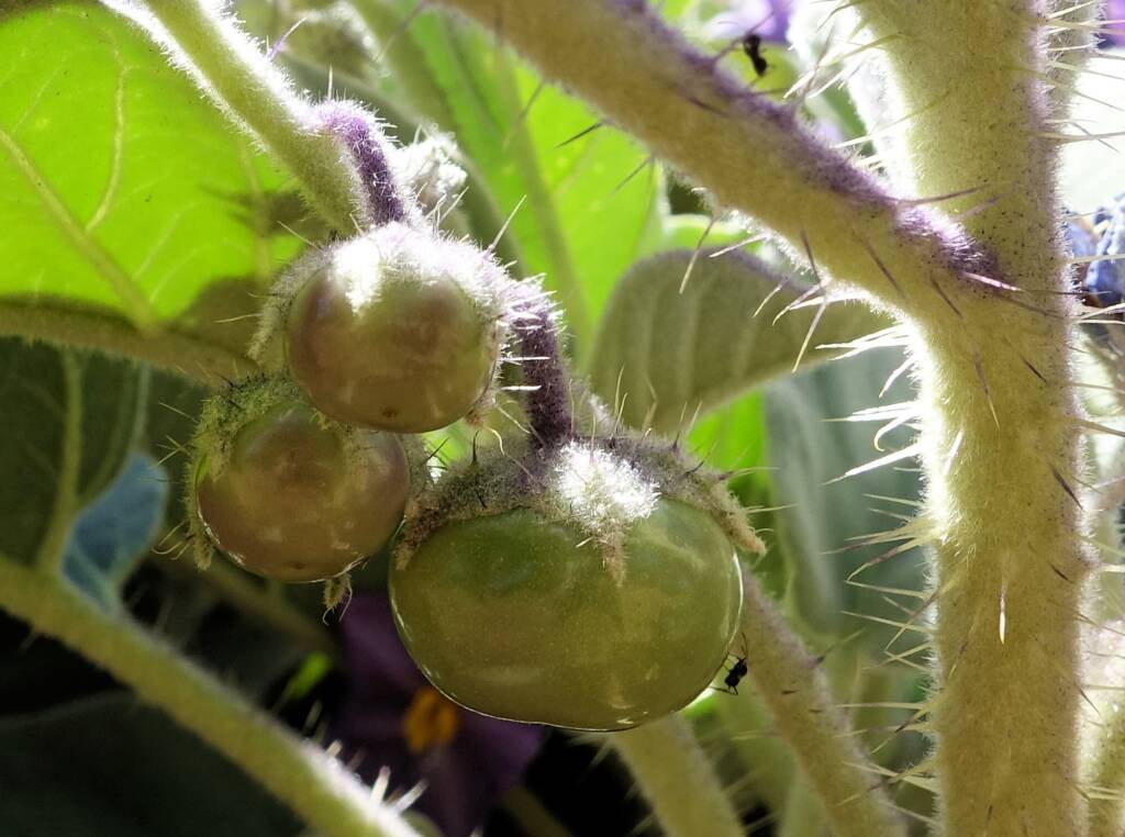 Wild Tomato (Solanum quadriloculatum)