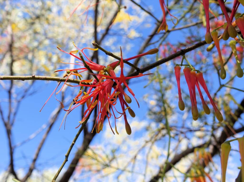 Wire-Leaf Mistletoe (Amyema preissii)