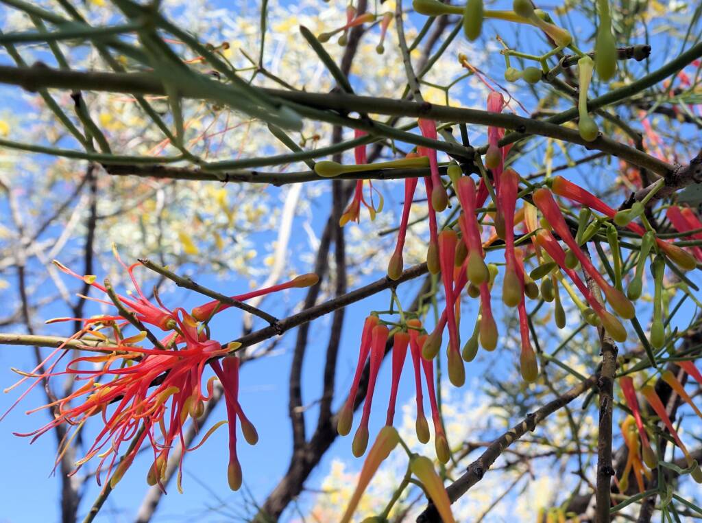 Wire-Leaf Mistletoe (Amyema preissii)