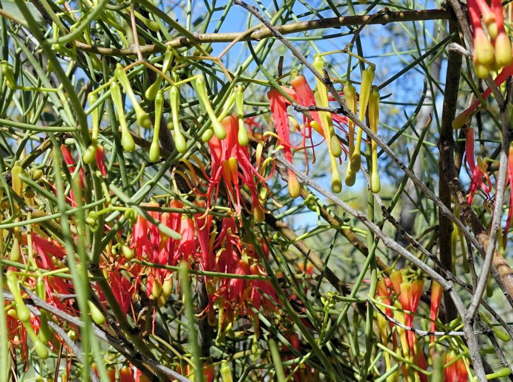 Wire-Leaf Mistletoe (Amyema preissii)