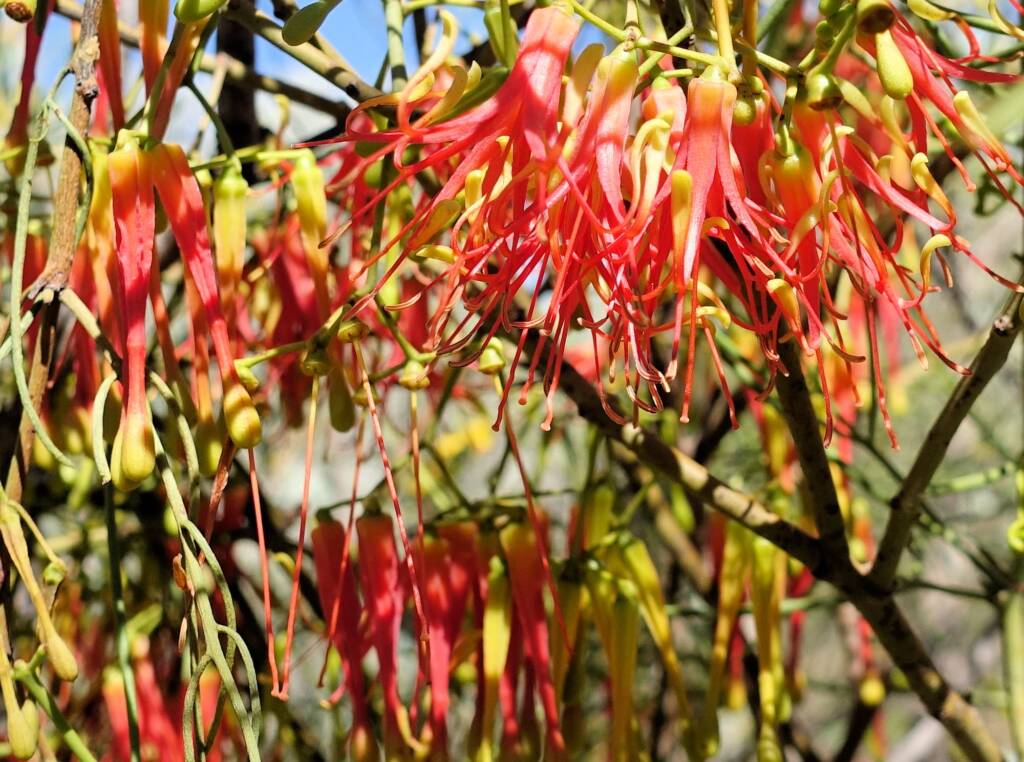 Wire-Leaf Mistletoe (Amyema preissii)