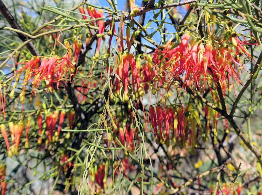 Wire-Leaf Mistletoe (Amyema preissii)