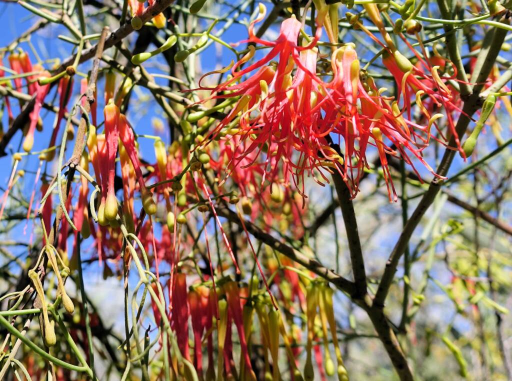 Wire-Leaf Mistletoe (Amyema preissii)