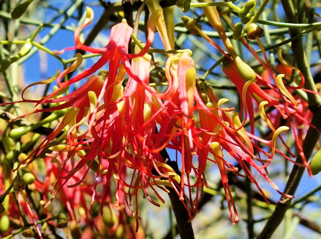 Wire-Leaf Mistletoe (Amyema preissii)