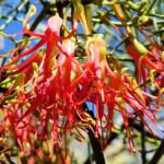 Wire-Leaf Mistletoe (Amyema preissii)