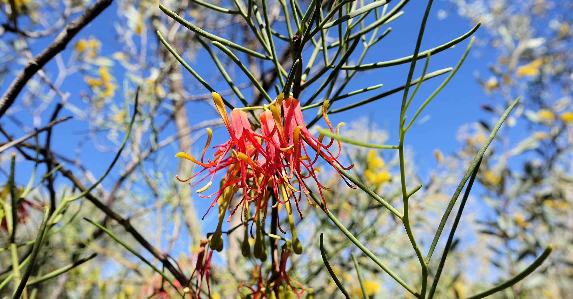 Wire-Leaf Mistletoe (Amyema preissii)