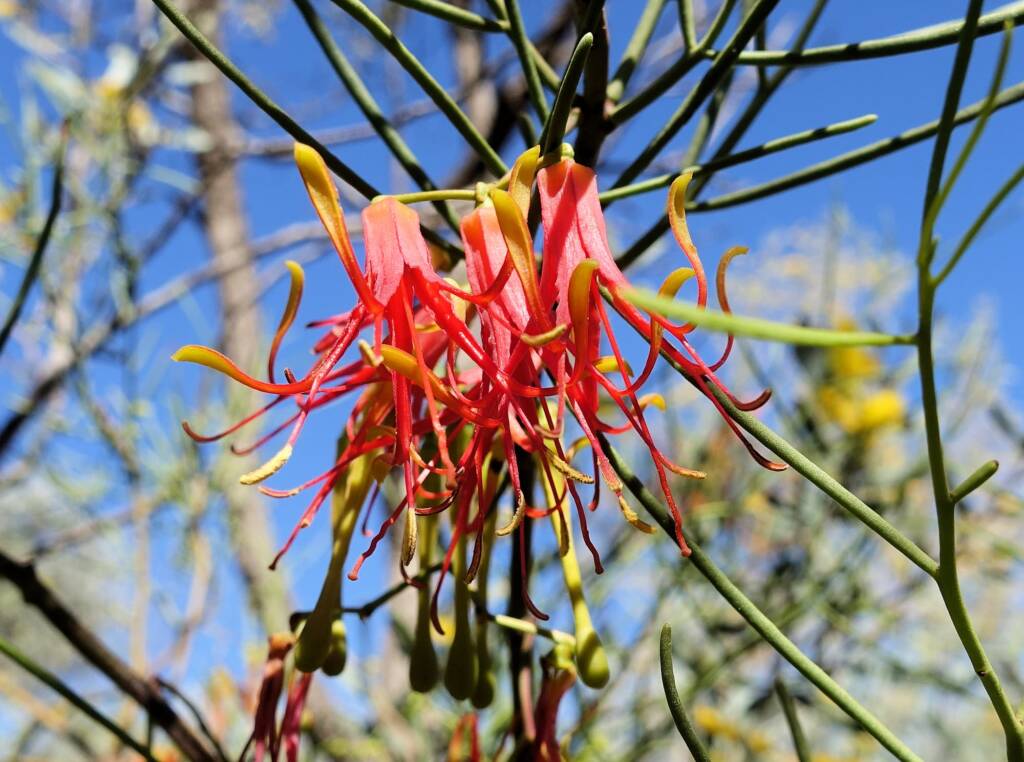 Wire-Leaf Mistletoe (Amyema preissii)
