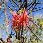 Wire-Leaf Mistletoe (Amyema preissii)