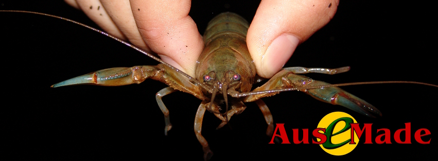 Ausemade Facebook (Timeline) - Australian Yabby