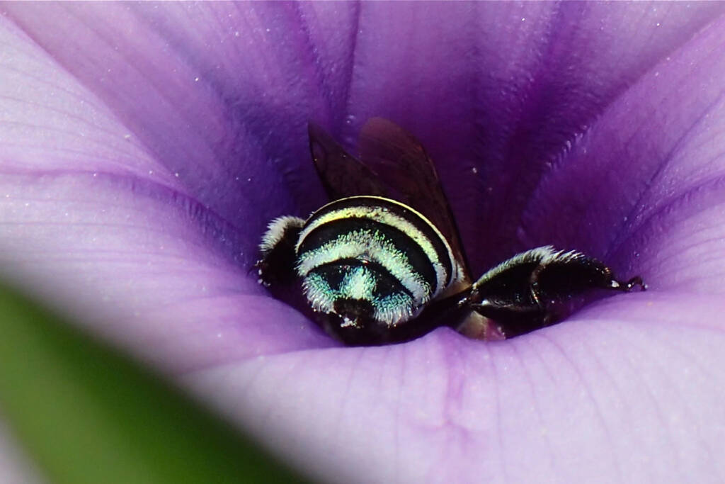 They're not all blue (Amegilla) © Gary Taylor