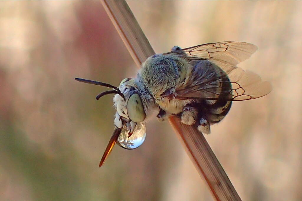 "Bubbling" Amegilla chlorocyanea © Gary Taylor