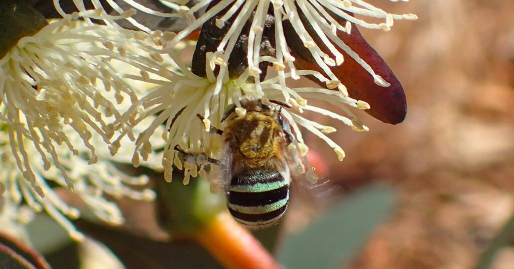 Amegilla chlorocyanea, Western Australia © Gary Taylor
