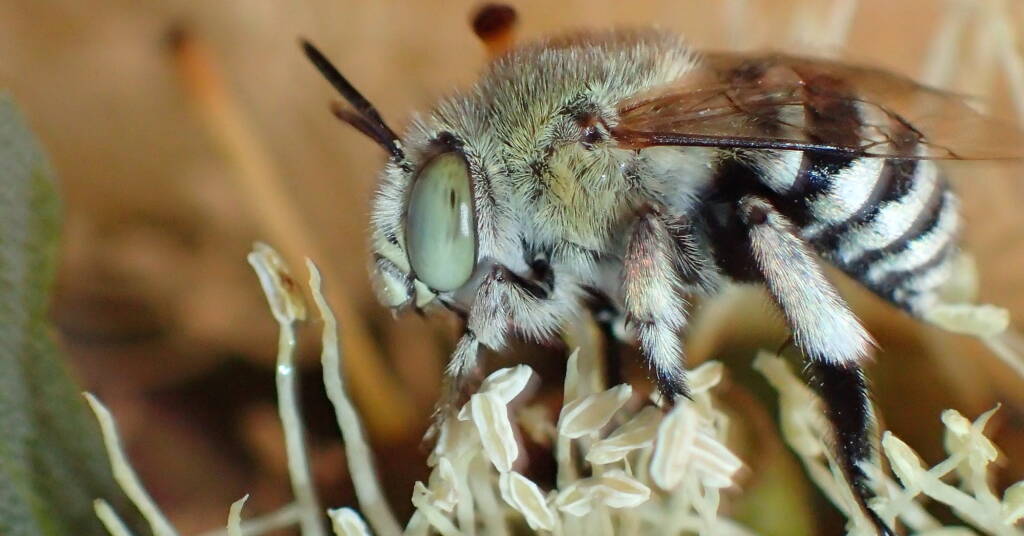 Amegilla chlorocyanea, Western Australia © Gary Taylor