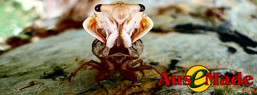 Ausemade Facebook (Timeline) - Cicadas in Australia