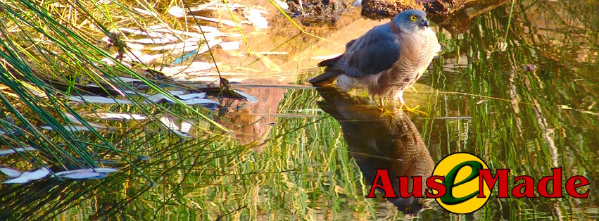 Ausemade Facebook - Collared Sparrowhawk