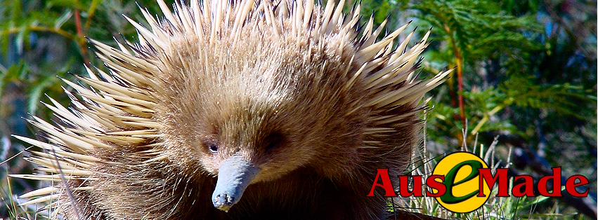 Ausemade Facebook (Timeline) - Young Echidna (Tachyglossus aculeatus) near Coles Bay, Tasmania, Australia
