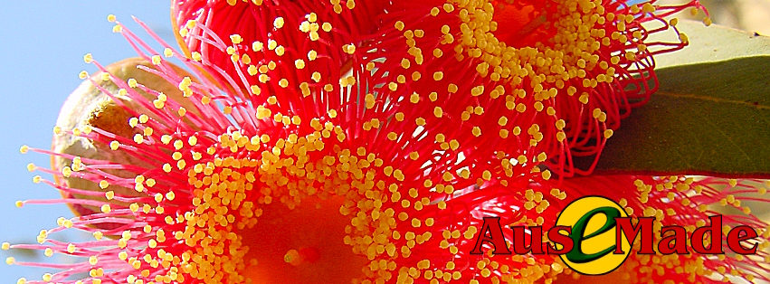 Ausemade Facebook (Timeline) - Eucalyptus caesia subsp. magna - commonly known as Caesia Gungurru or Silver Princess