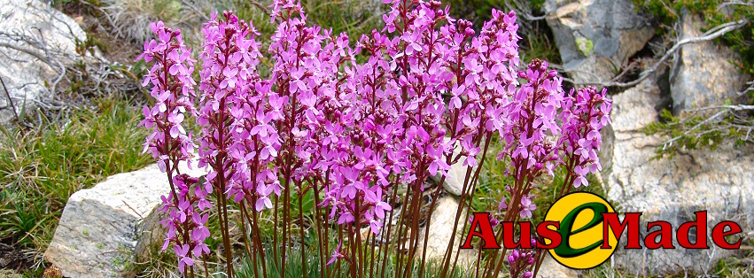 Ausemade Facebook - Mount Kosciuszko National Park - Grass Trigger Plant