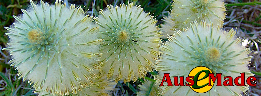 Ausemade Facebook (Timeline) - Green Pussytails (Ptilotus macrocephalus)