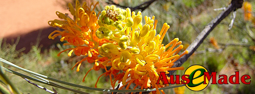 Ausemade Facebook (Timeline) - Desert Grevillea (Grevillea juncifolia)