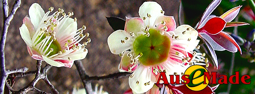 Ausemade Facebook (Timeline) - Leptospermum macrocarpum