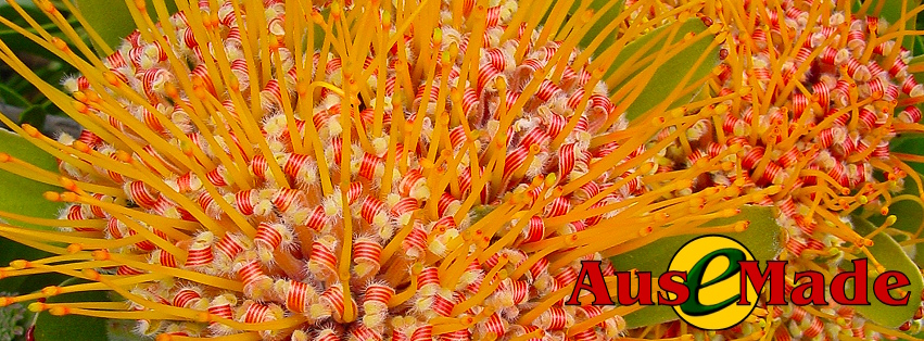 Ausemade Facebook (Timeline) - Leucospermum erubescens, common name Langeberg Pincushion