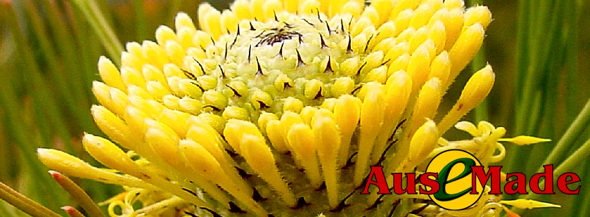 Ausemade Facebook (Timeline) - Narrow-leaf Drumsticks (Isopogon aethifolius)